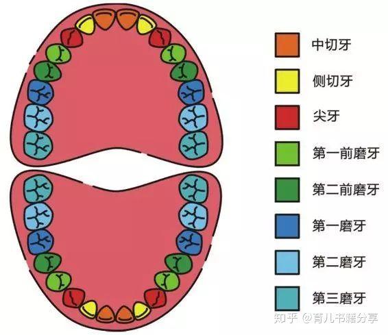 爱“孩子”从“齿”开始吧~