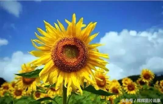 世界各国国花