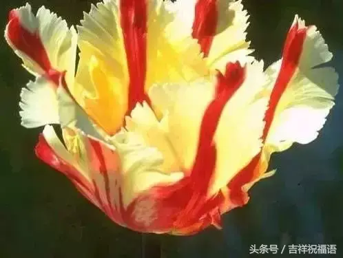 世界各国国花，我终于集齐了！大开眼界！