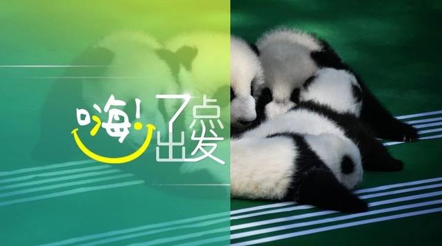 嗨！七点出发丨滚滚，548只！
