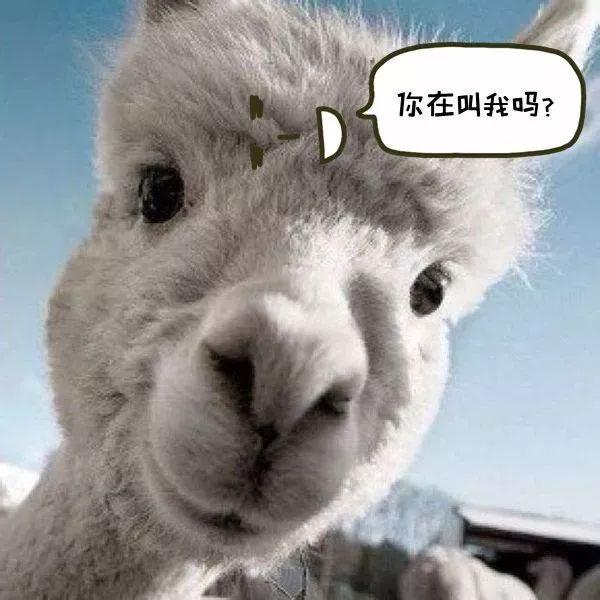 前方高能！5.1 大北京有神兽来袭，火速围观！