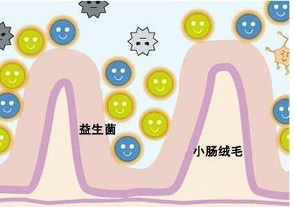 益生菌是最好的“药”？看中国营养学的专家怎么说……