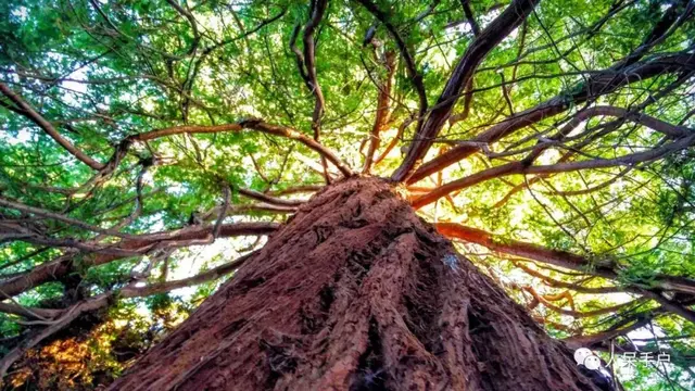 五座世界最引人入胜的植物园