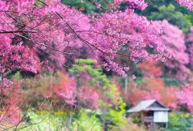 樱花比日本清新，美食比新加坡道地，这个惊喜的国度正式免签证费！