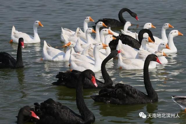 王增年：在北海盐碱地上打造中国最大鸟类湿地公园