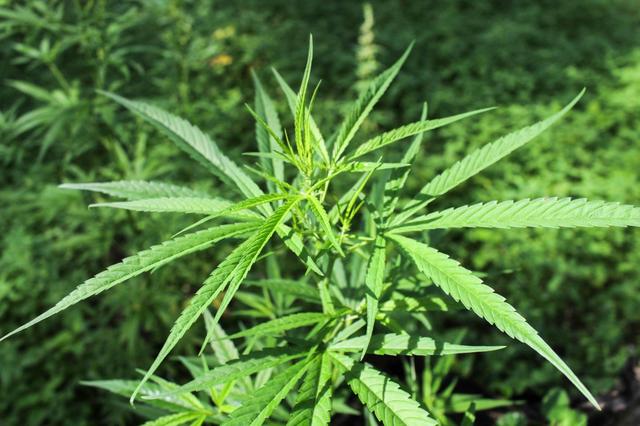 想当“亚洲首例” 泰国寻求让医用大麻合法化