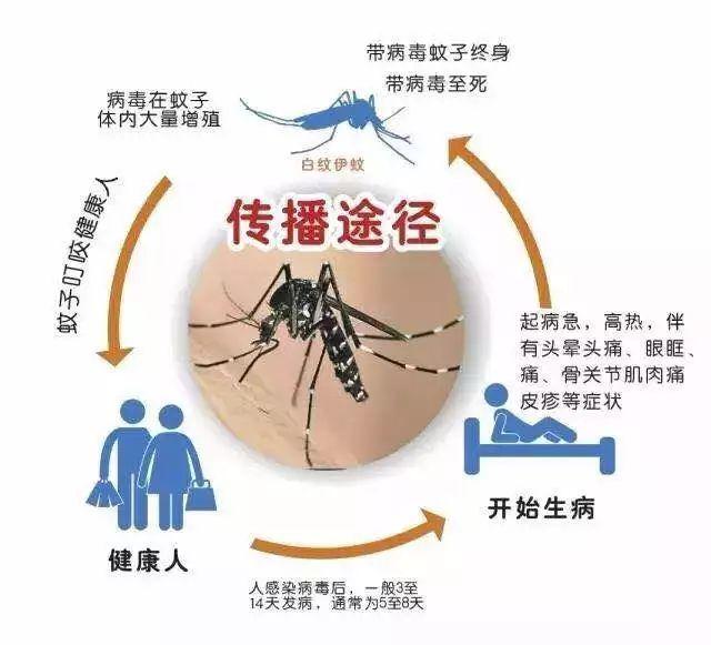 “登革热”的那些事你真的了解吗？