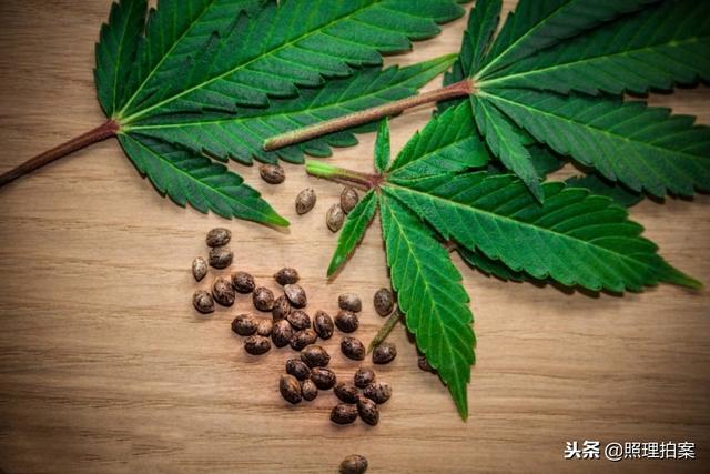 加拿大一个月青少年吸食大麻案超600起，大麻合法是保护还是危害