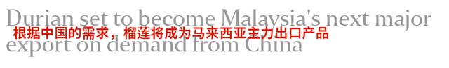 只因中国人太爱吃，马来西亚鼓励大规模种植榴莲