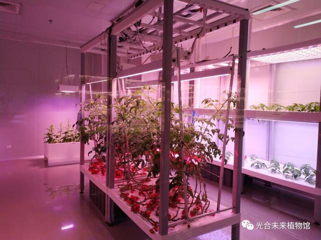 亲自探访“植物工厂”，带你解读新绿化新农业的最前沿科技