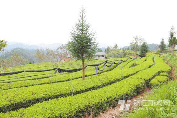 江口：十年绿色坚守做大做强抹茶产业