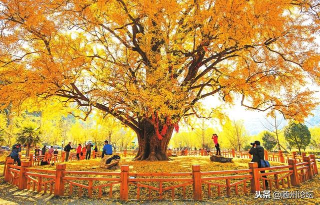 今秋4500名境外游客游随州银杏谷