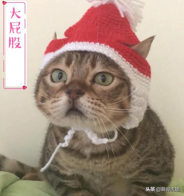 铲屎官给家里20多只猫做了本图鉴，网友：这么多猫居然都认得出来