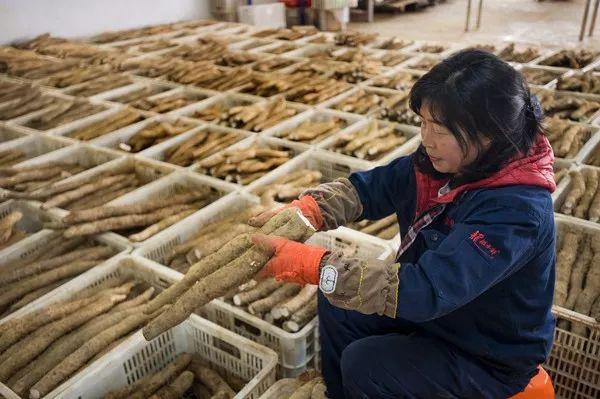 米山药为媒，毕业世界名校的上海姑娘，邂逅利川农二代……