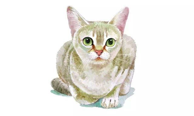 迷你流浪汉新加坡猫