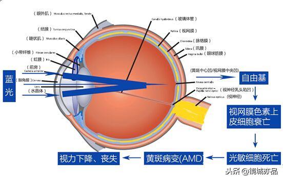 长时间看手机真的会导致近视眼吗？为什么现在近视患者越来越多？