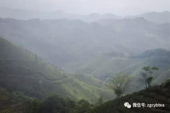 探秘外销风云背后，一杯六堡茶与南洋华人的不解之缘