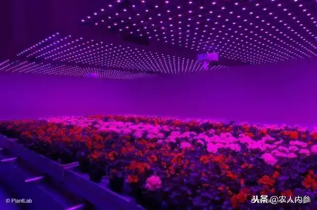 全球11大高科技农场一览