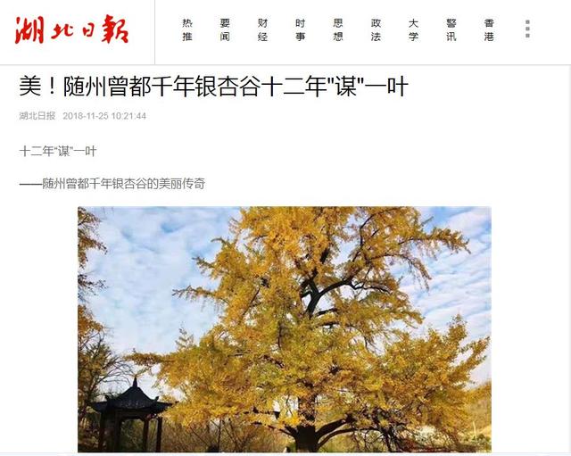 湖北日报点赞！十二年“谋”一叶——随州曾都千年银杏谷的美丽传奇