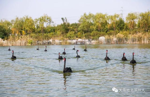 王增年：在北海盐碱地上打造中国最大鸟类湿地公园