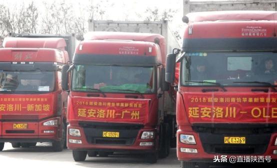 洛川苹果首发：250吨苹果将销往新加坡、北京、上海、广州等地