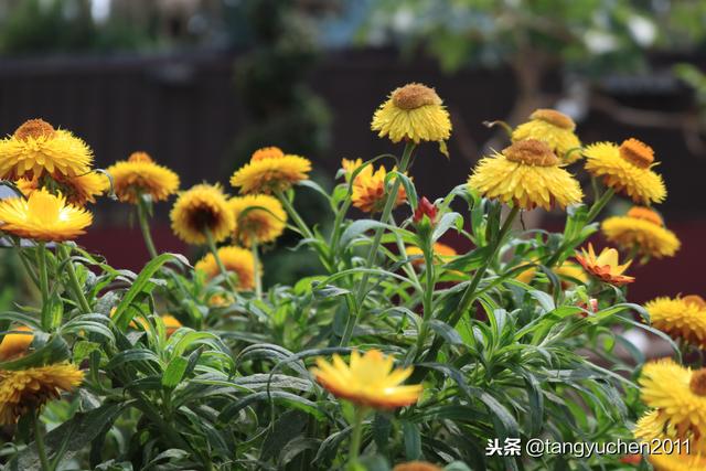 花园岛国新加坡共和国游记day6，滨海湾花园