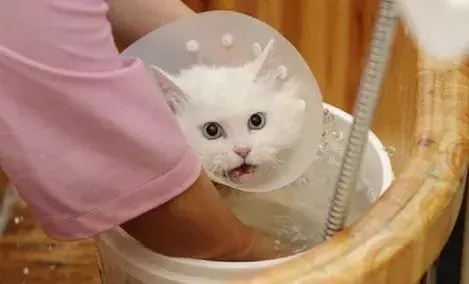 抖音火了的同时也带火了宠物用品