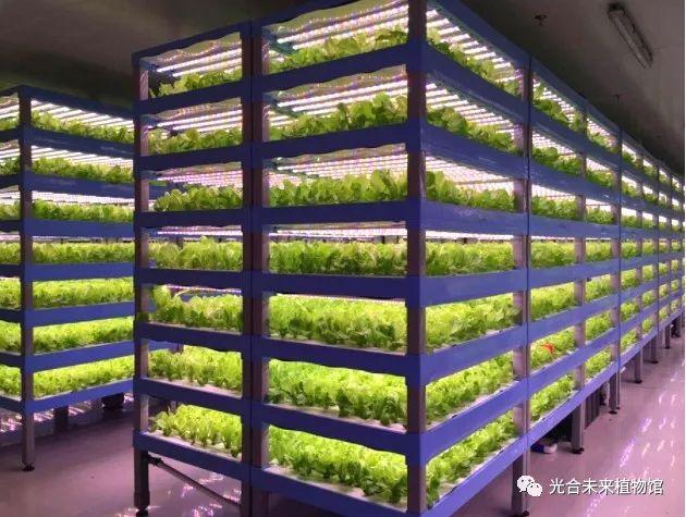 亲自探访“植物工厂”，带你解读新绿化新农业的最前沿科技