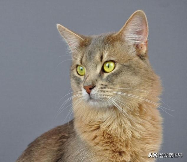 猫咪集合篇（三）