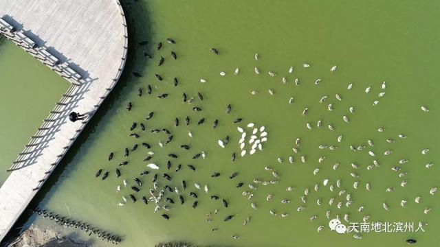 王增年：在北海盐碱地上打造中国最大鸟类湿地公园