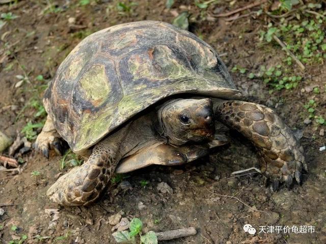 后25大濒危龟品种盘点靴脚陆龟：听说过搭巢、护蛋的陆龟吗？