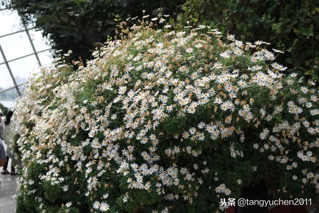 花园岛国新加坡共和国游记day7，滨海湾花园