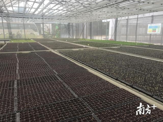 冬瓜远销欧美，佛山这个区成全省唯一县级乡村振兴改革试点