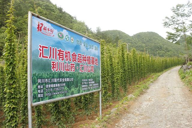 米山药为媒，毕业世界名校的上海姑娘，邂逅利川农二代……