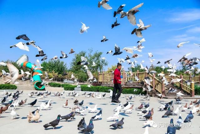 王增年：在北海盐碱地上打造中国最大鸟类湿地公园
