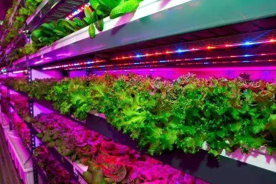 颠覆传统种植方式，国外垂直农场火爆！中国正在摸索前行