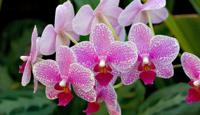 卓锦·万代兰「寓意有卓越锦绣、万代不朽之意」