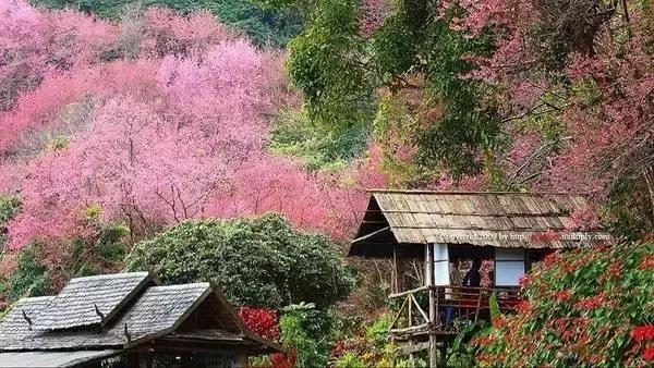 樱花比日本清新，美食比新加坡道地，这个惊喜的国度正式免签证费！
