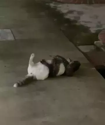 新加坡组屋区现蟒蛇，肆意咬死流浪猫！