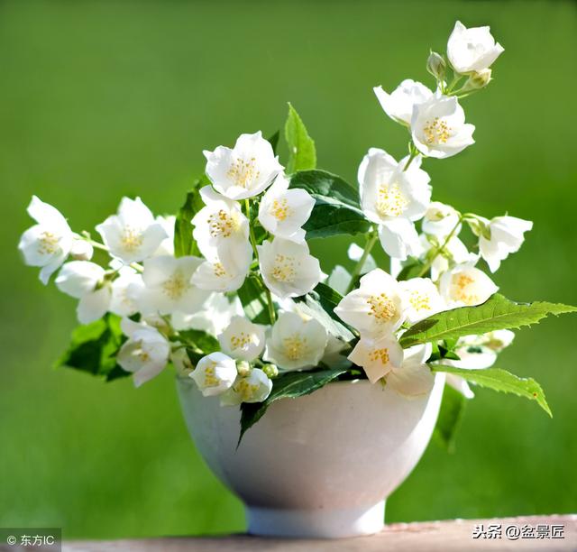 盘点各国国花，牡丹艳丽，向日葵最大，鸡蛋花能吃