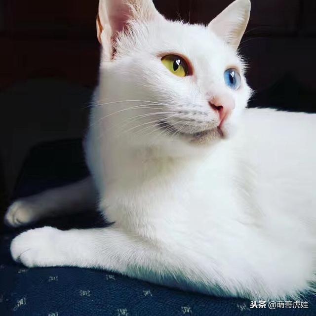 鸳鸯眼小猫辗转多家终于找到命中注定铲屎官：等了很久终于等到你