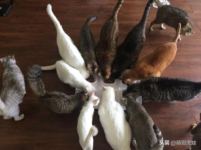 铲屎的给20只主子喂饭场面好壮观，养得起这么多猫家里肯定有矿吧