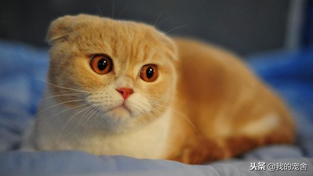 宠物猫的价格大全，喜欢养猫的可以来了解探讨下