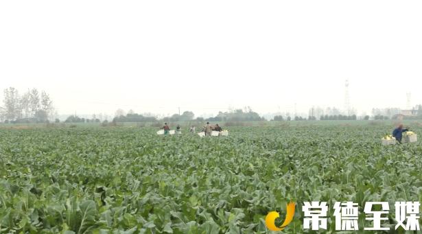 汉寿：“农家菜”登上“西餐桌”