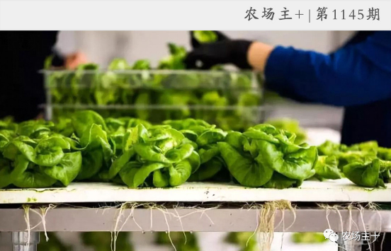 资本追逐的垂直农业能否席卷中国，解决城市用菜，需要这样看