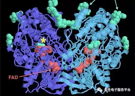 什么是生物传感器？