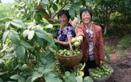 2018种植核桃树赚钱吗？能让你赚多少？