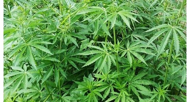 泰国批准医用大麻合法化 属东南亚国家首个