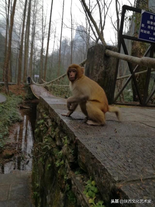 著名诗人王芳闻诗歌《金鞭溪的灵猴》