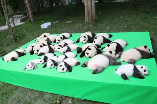 马来西亚太奇葩，喂不起熊猫竟退回中国？哈哈哈哈哈